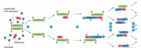 PCR那点事儿